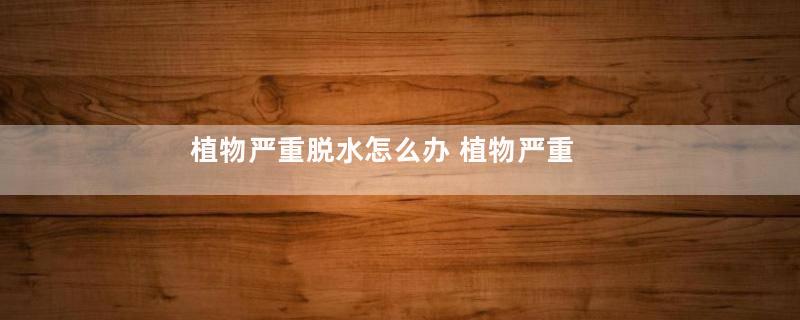 植物严重脱水怎么办 植物严重脱水还能救吗(图)